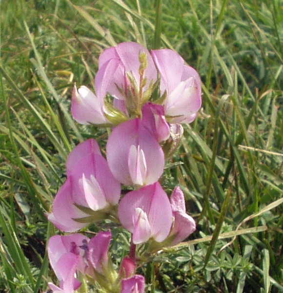Gatuña (Ononis spinosa): cómo es y dónde crece