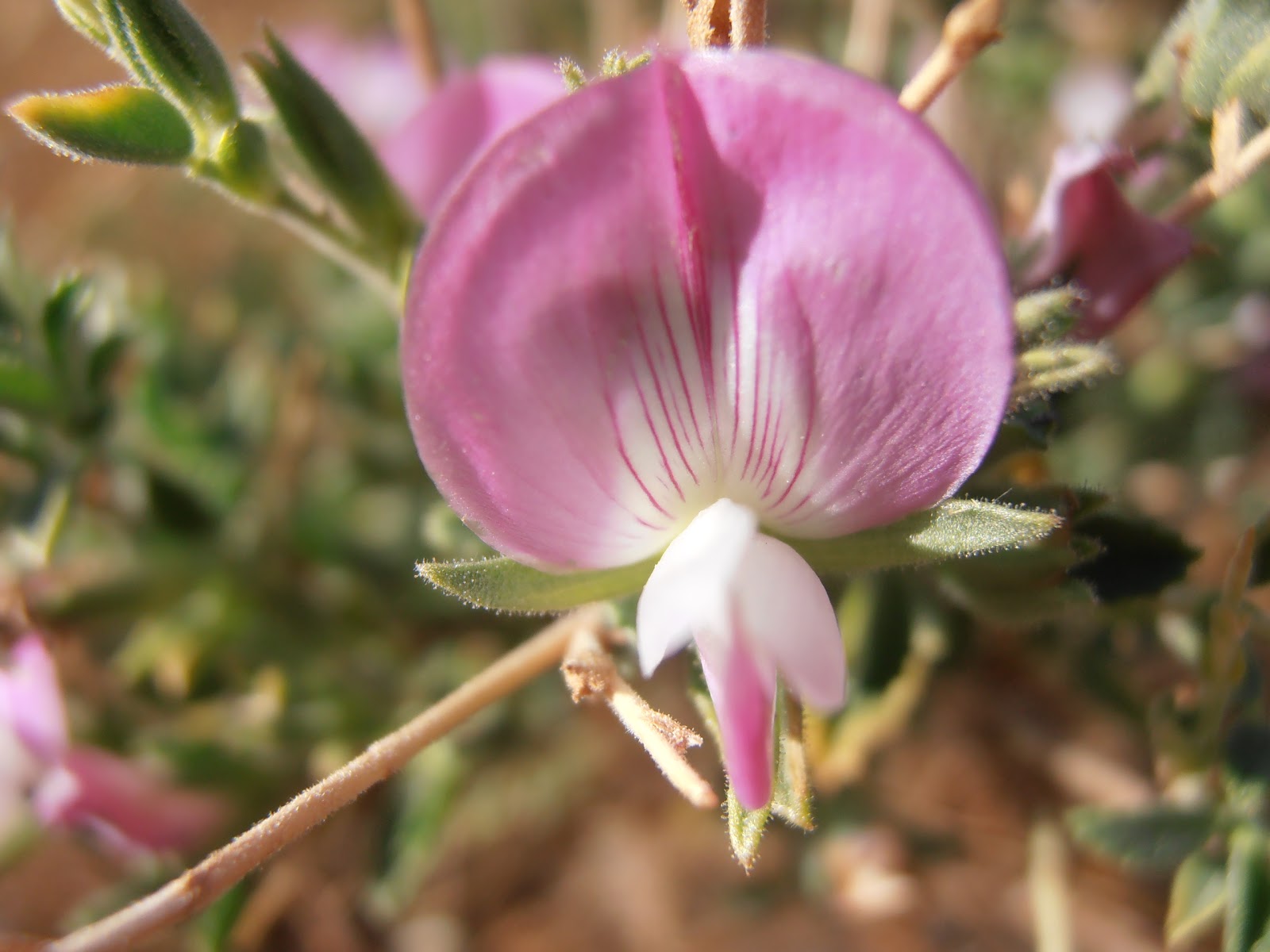 Flor de gatuña