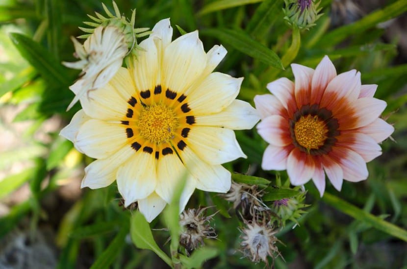 Flores de gazania abiertas al sol con anillos concéntricos en las lígulas