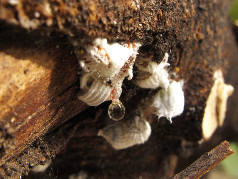 Cochinilla algodonosa sobre los tallos de una planta