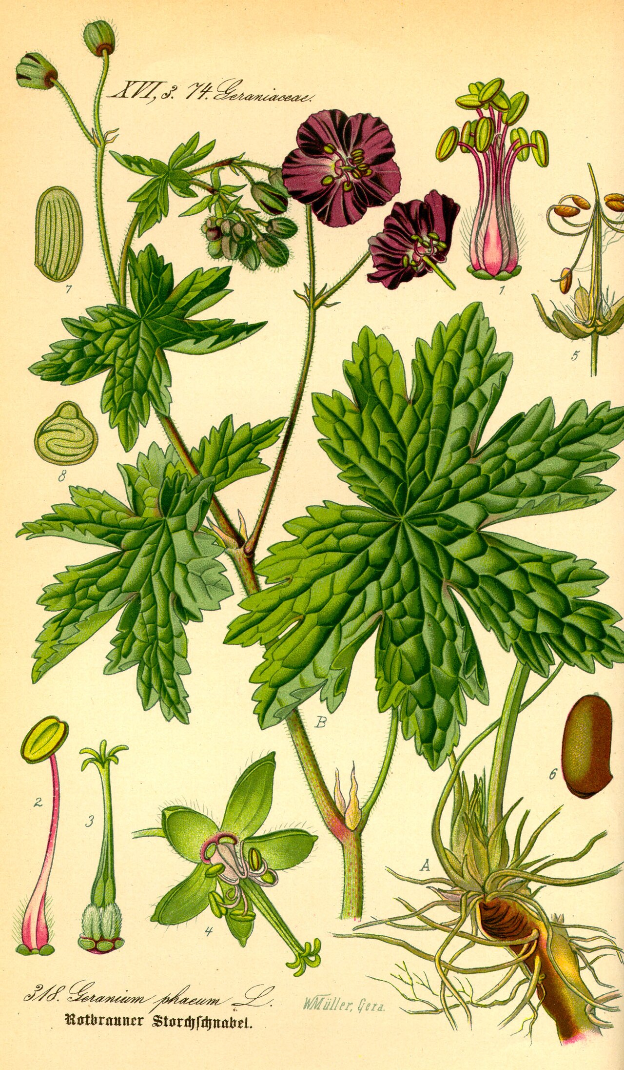 Geranio o pelargonio: en qué se diferencian