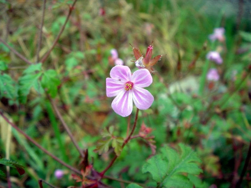 Flores de Geranium purpureum de color rosa purpúreo