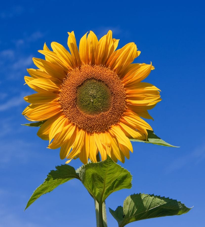Girasol: cultivo, cuidados y la verdad del heliotropismo