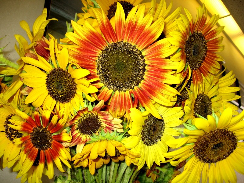 Girasol Russian Giant: cuanto crece y como sujetarlo