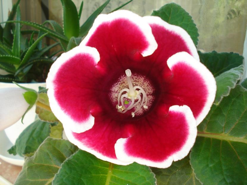 Gloxinia: cuidados, riego y reposo del tubérculo