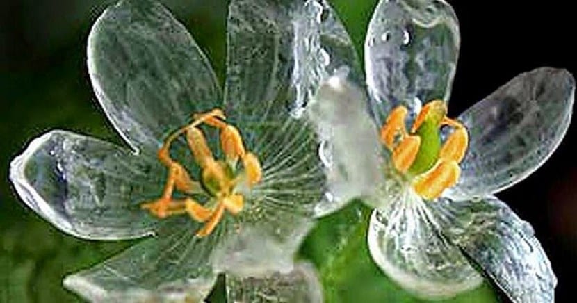 Flores blancas de Diphylleia grayi sobre sus hojas lobuladas