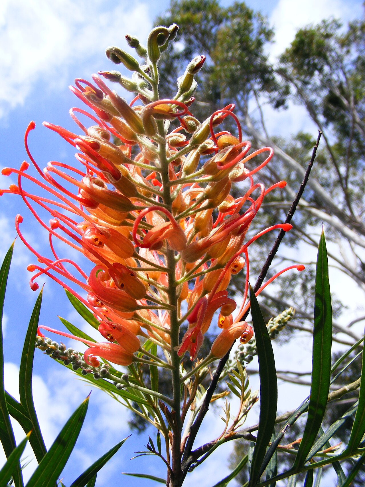 Grevillea: cómo es su flor y qué especies se ven aquí