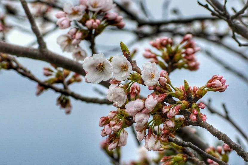 Hanami: la floración del cerezo y cómo vivirla