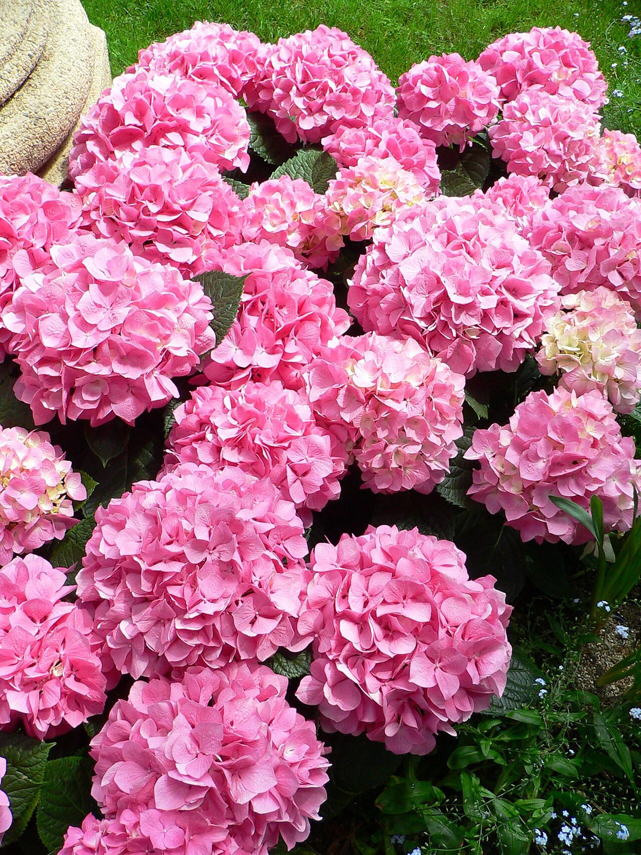 Hortensia vainille fruit: que es y como se poda