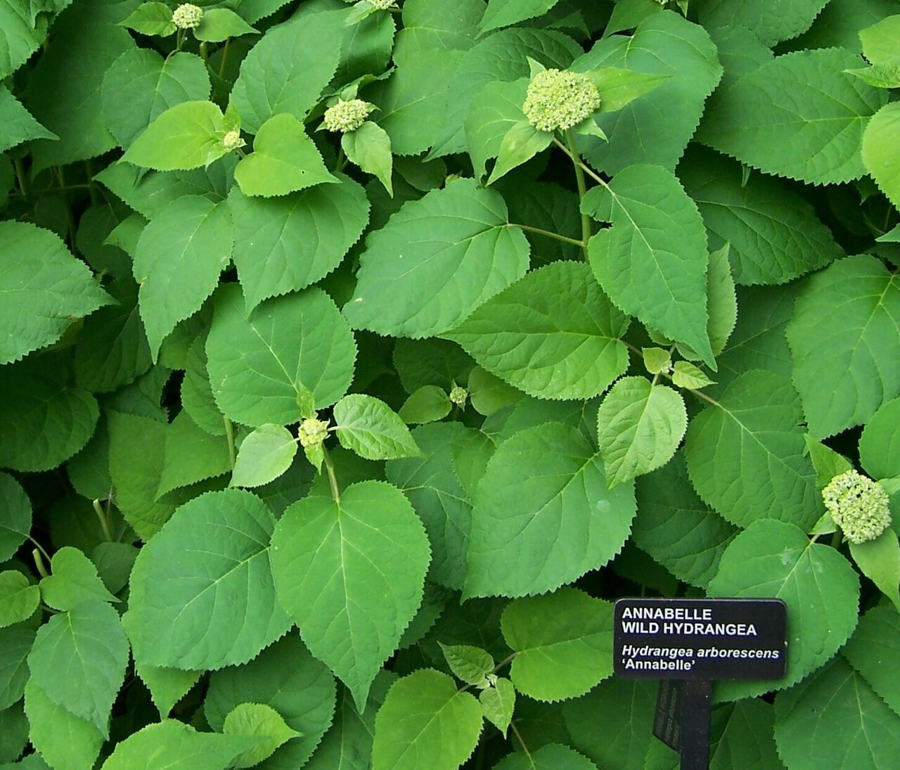 Hortensia Annabelle (Hydrangea arborescens): poda