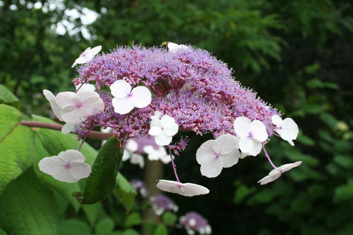 Hydrangea aspera: cómo es y dónde plantarla