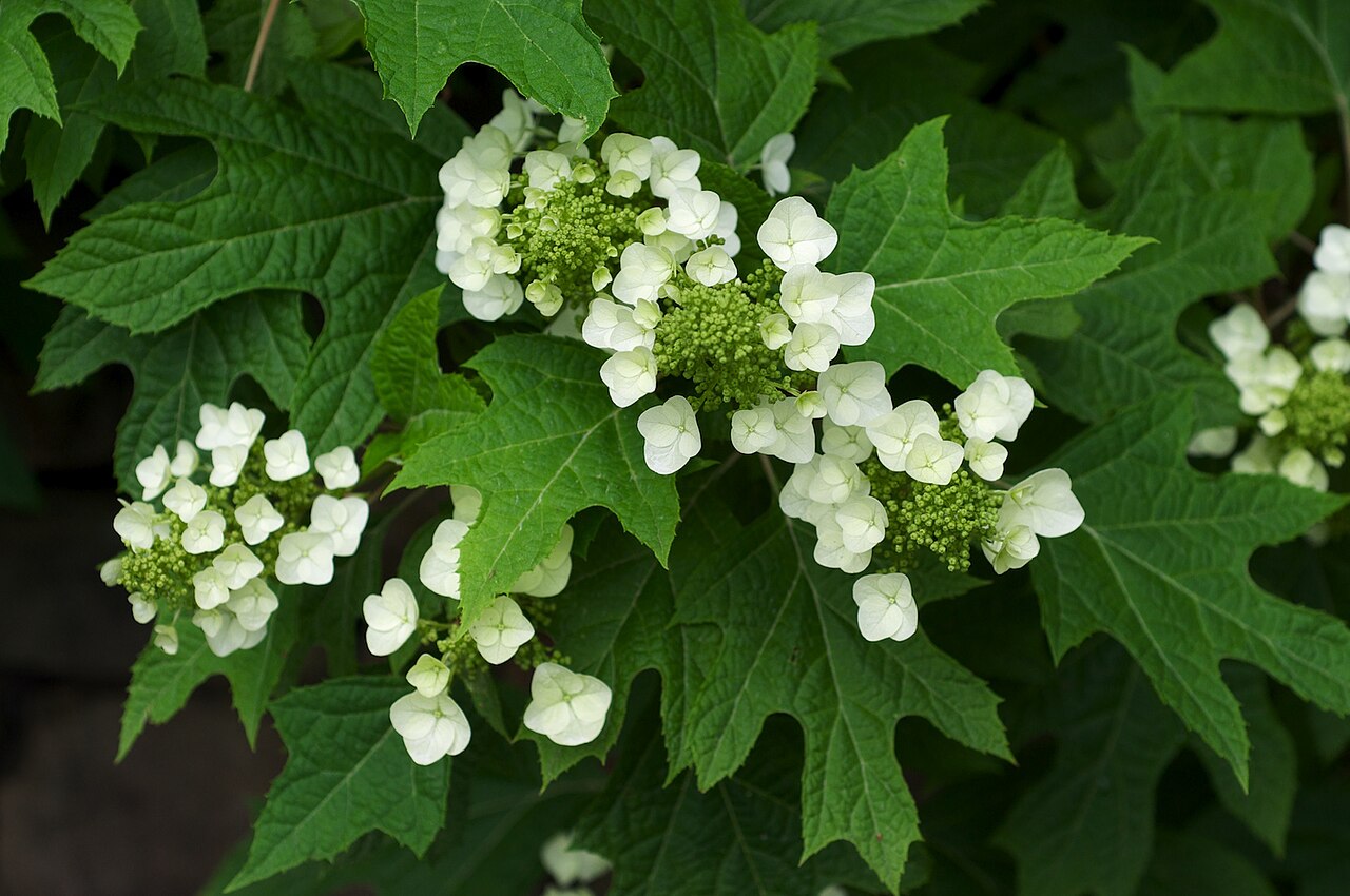 Hortensia de hoja de roble: cuidados y otoño