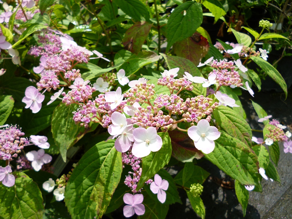 Hydrangea serrata en flor