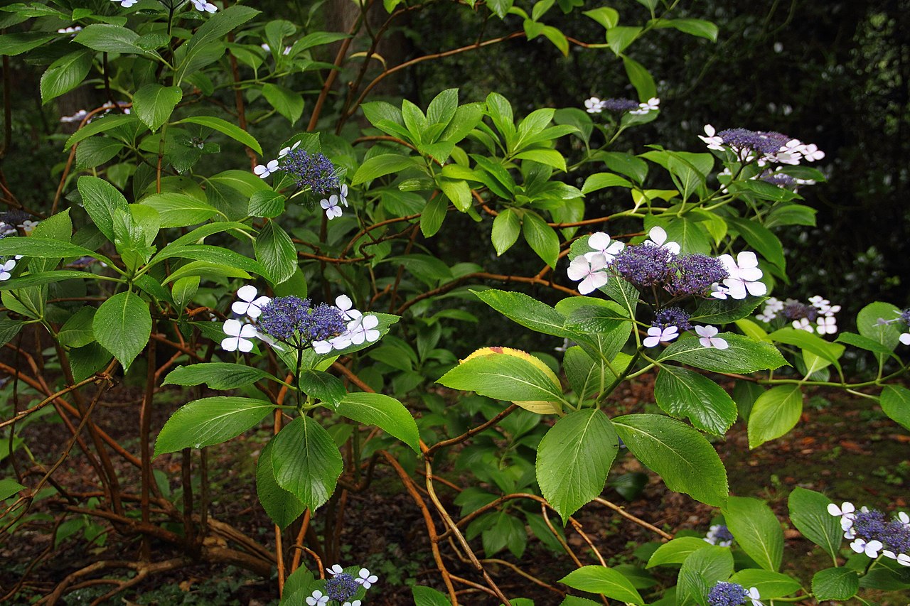 Hydrangea serrata: cómo es y cuidados de esta hortensia