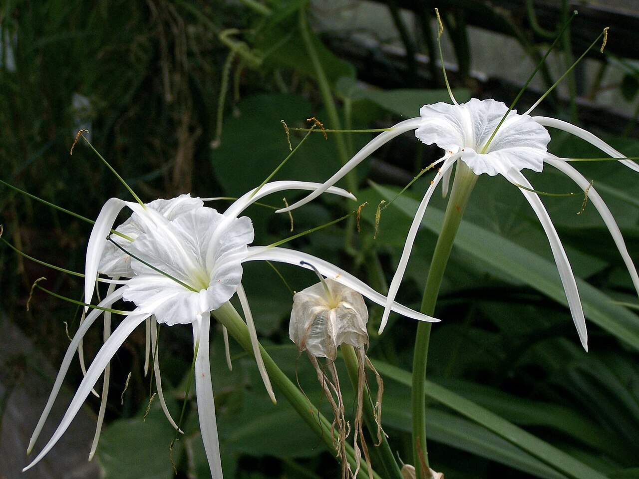 Lirio arana (Hymenocallis): que planta es y cuidados