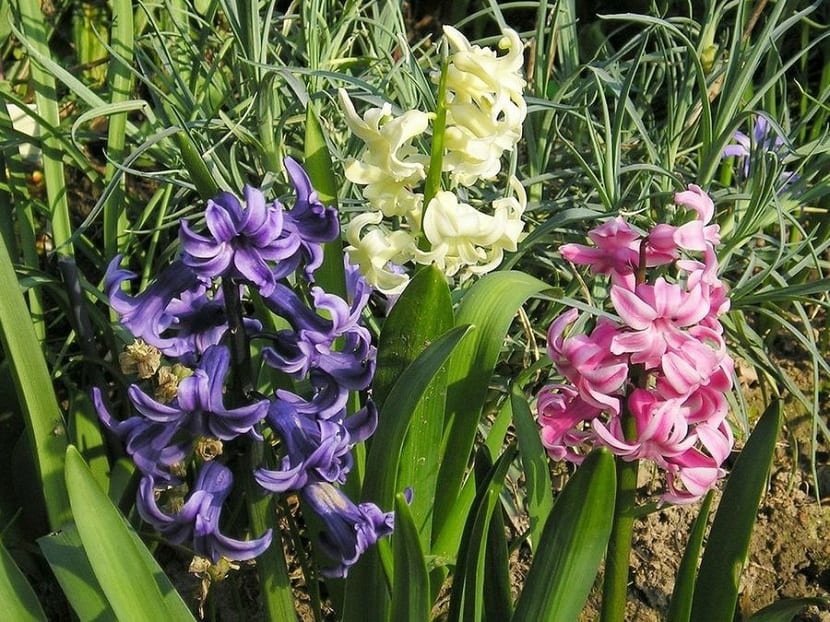 Jacinto en flor con la espiga completamente abierta