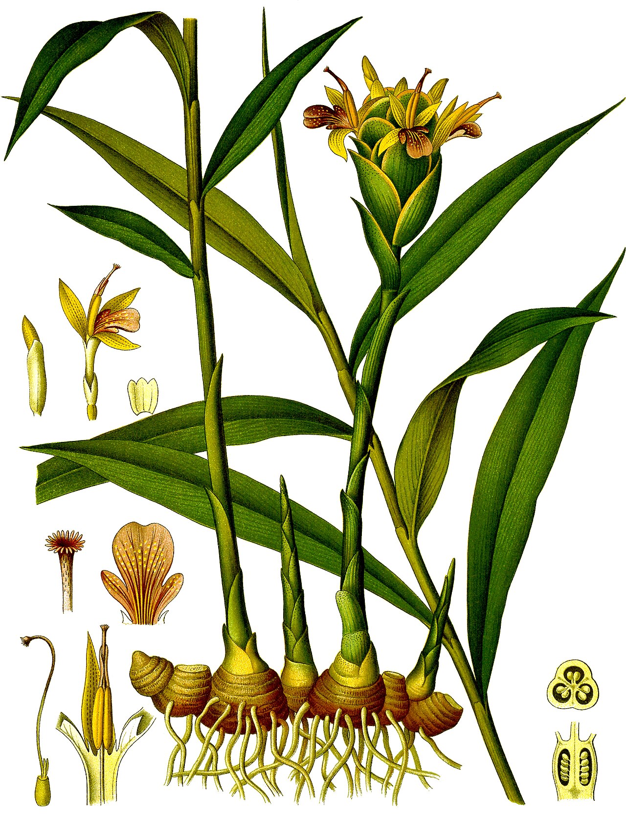 Jengibre: la planta, su flor y los jengibres ornamentales