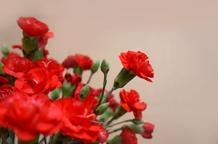 Claveles rojos abiertos con la flor doble característica