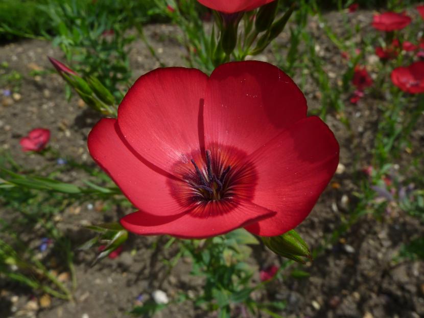 Flor de Linum grandiflorum rubrum, el lino rojo