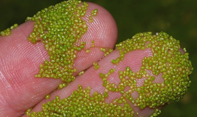 Superficie de agua cubierta de diminutas plantas flotantes de la familia de las lentejas de agua