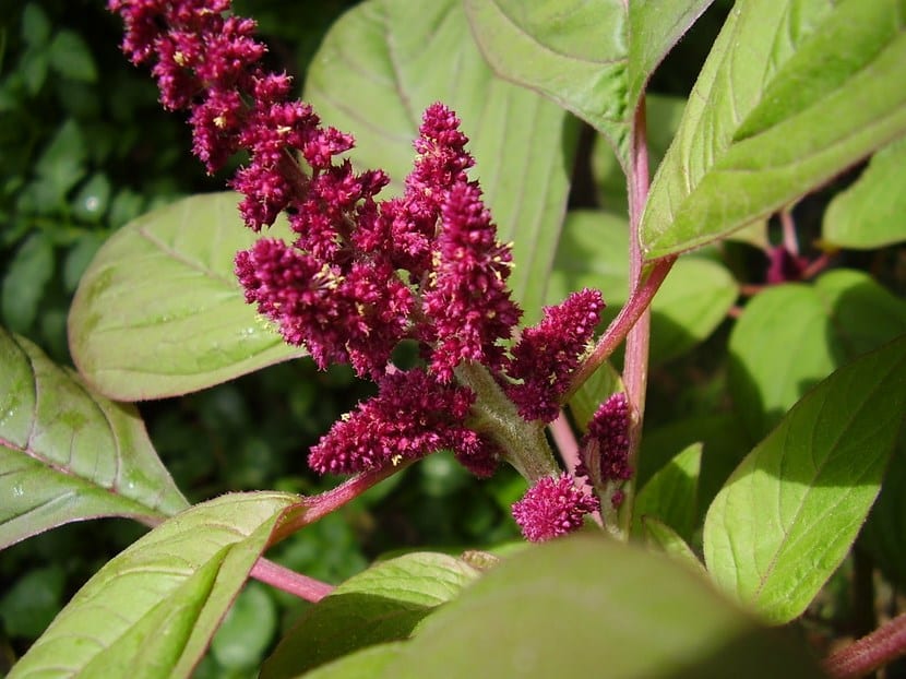 Espigas colgantes de amaranto rojo