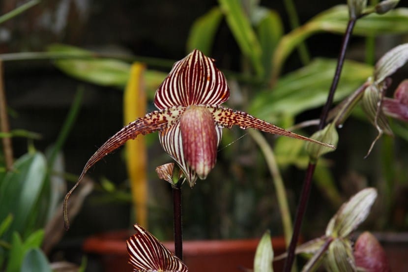 Flor de Paphiopedilum rothschildianum, la zapatilla de Rothschild