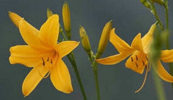 Flores de Lilium abiertas en el jardín