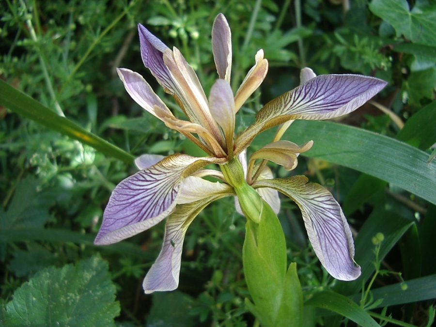 Lirio hediondo: cómo reconocer Iris foetidissima