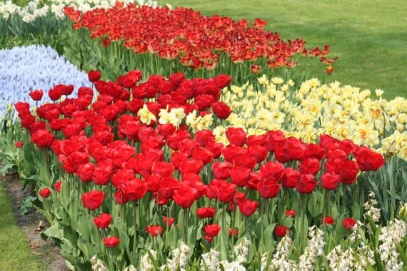 Tulipanes de distintos colores en flor