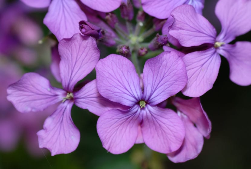 Flores malva de Lunaria annua en primavera