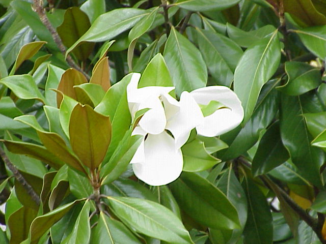 Magnolia: tipos, flor, tamaño y el suelo que pide