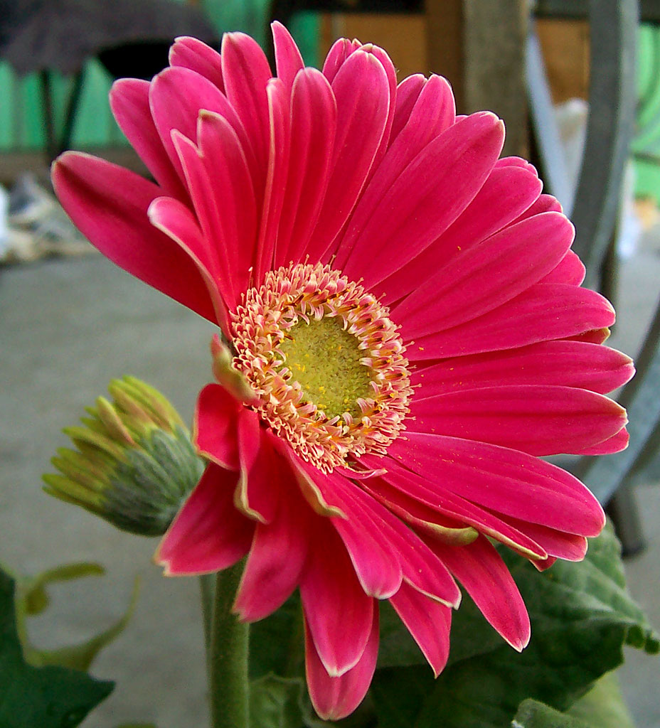Gerbera en jarrón: por qué se dobla el tallo y dura poco