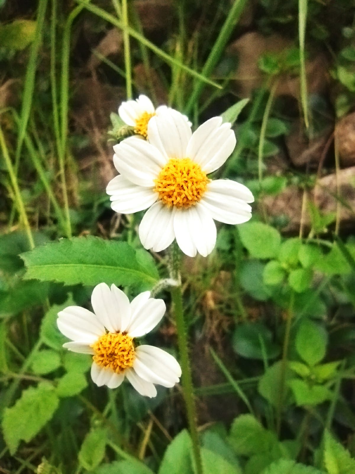 Margarita silvestre: cuál es y cómo distinguirla