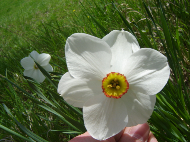 Narcissus poeticus: el narciso de los poetas