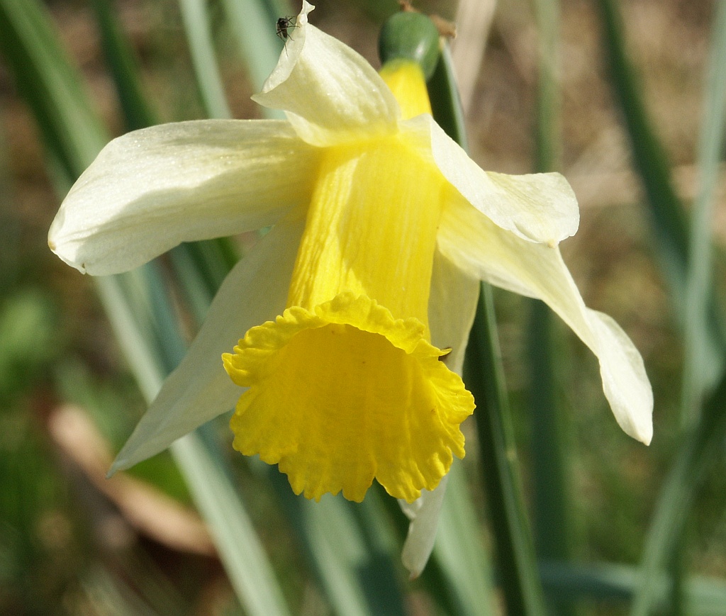 Narcissus pseudonarcissus: el narciso trompetero