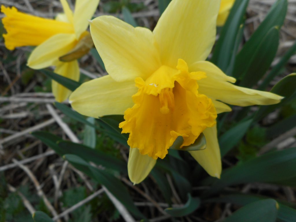Flor de Narcissus pseudonarcissus con la trompeta más oscura que los tépalos
