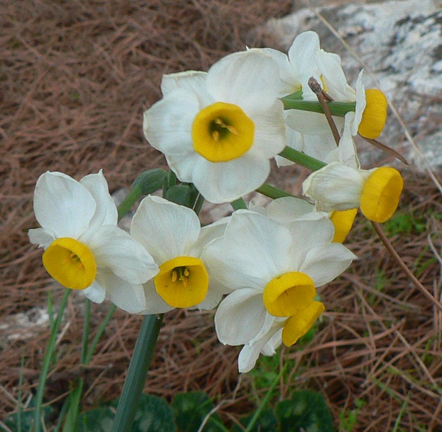 Narcissus tazetta: el narciso de ramillete