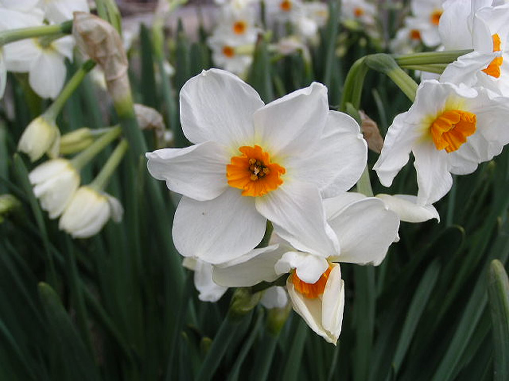 Grupo de narcisos de ramillete florecidos en el jardín