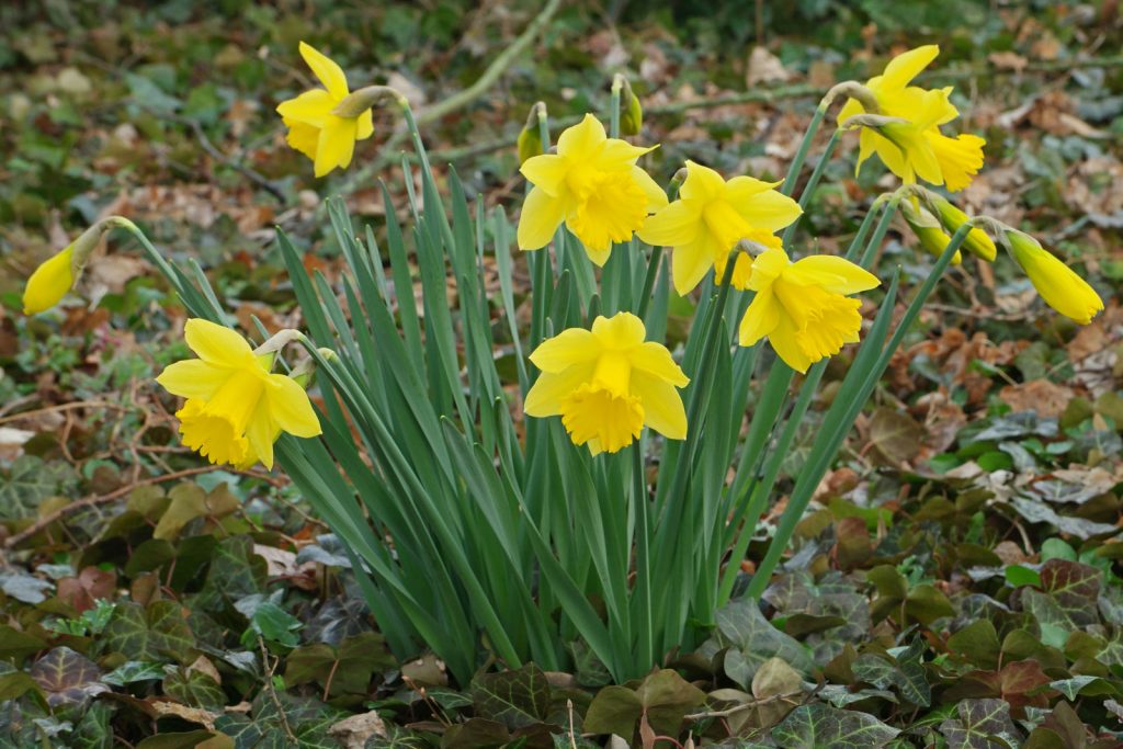 Narcisos de trompeta amarilla, con una flor grande por tallo