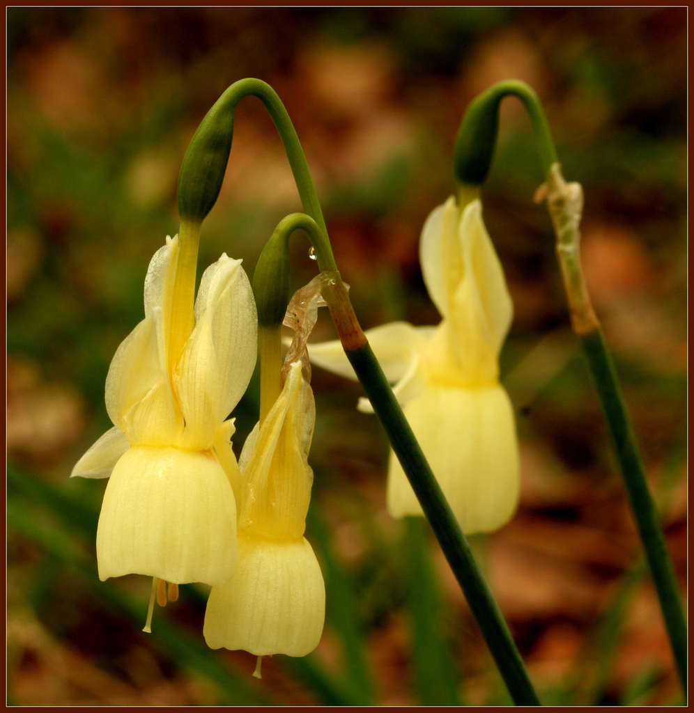 Narcissus triandrus: el narciso iberico colgante