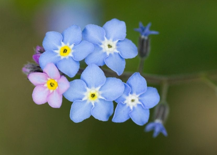Flores azules de nomeolvides con el centro amarillo