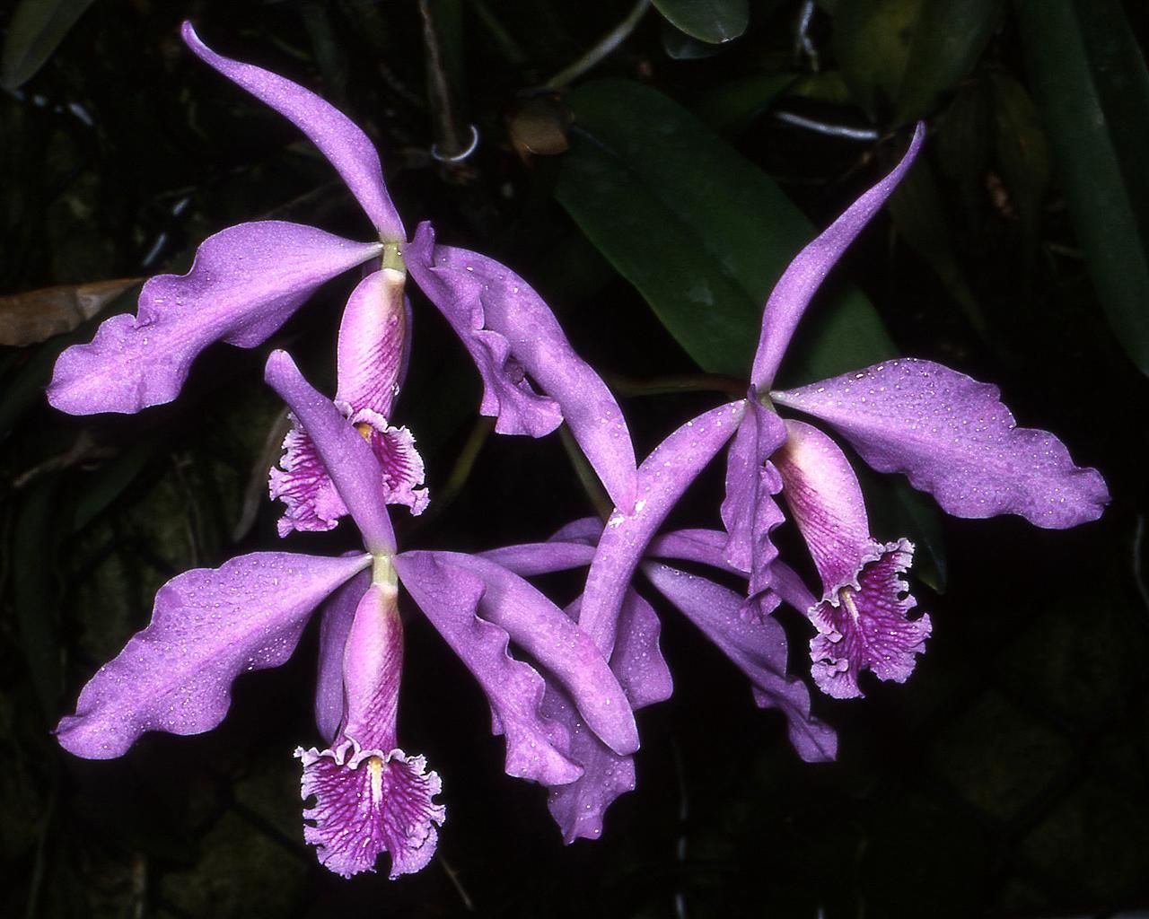 Orquídea Cattleya: cuánta luz pide y cuál es su ciclo