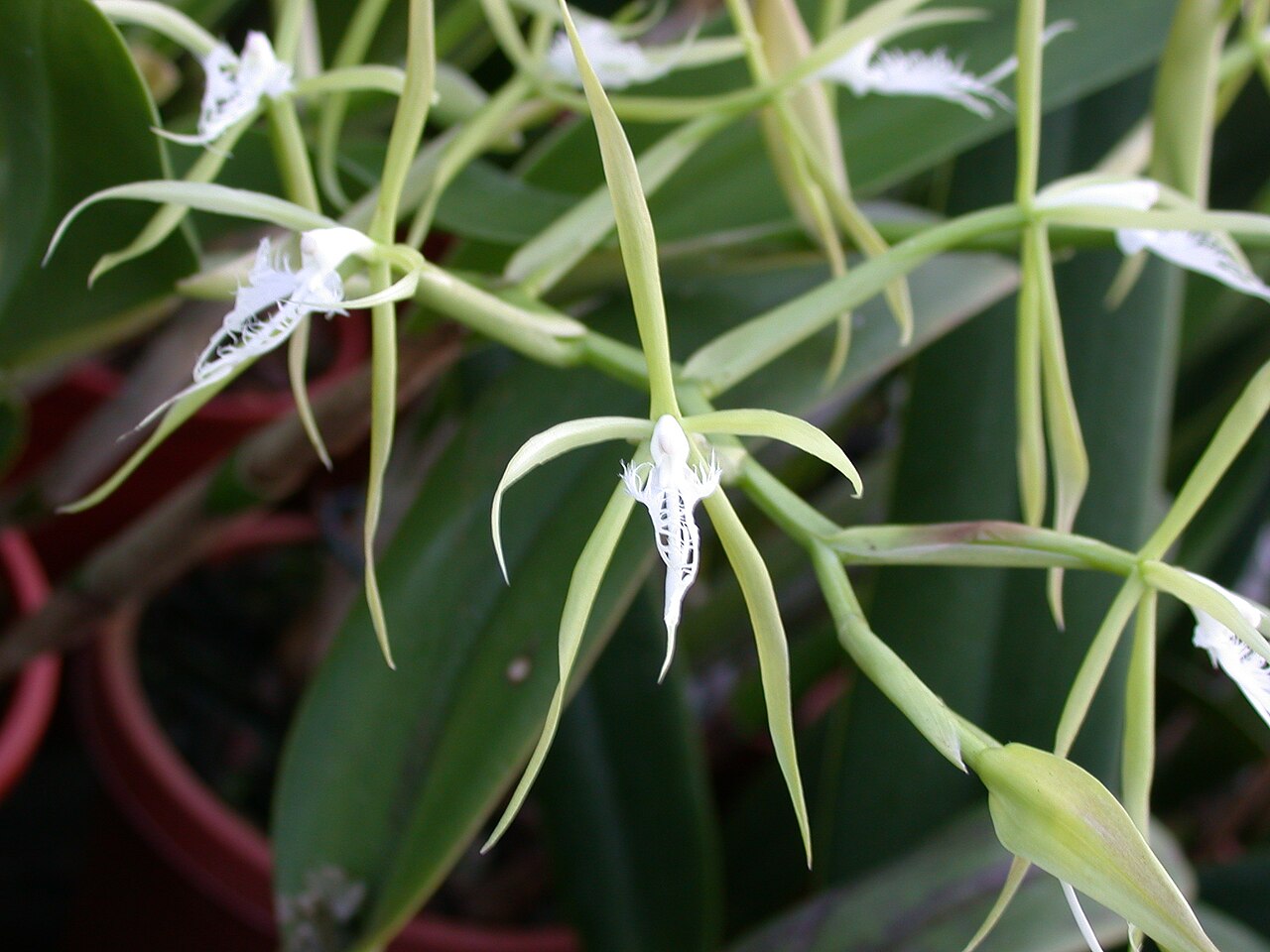 Orquídea Epidendrum: la más fácil y la de exterior
