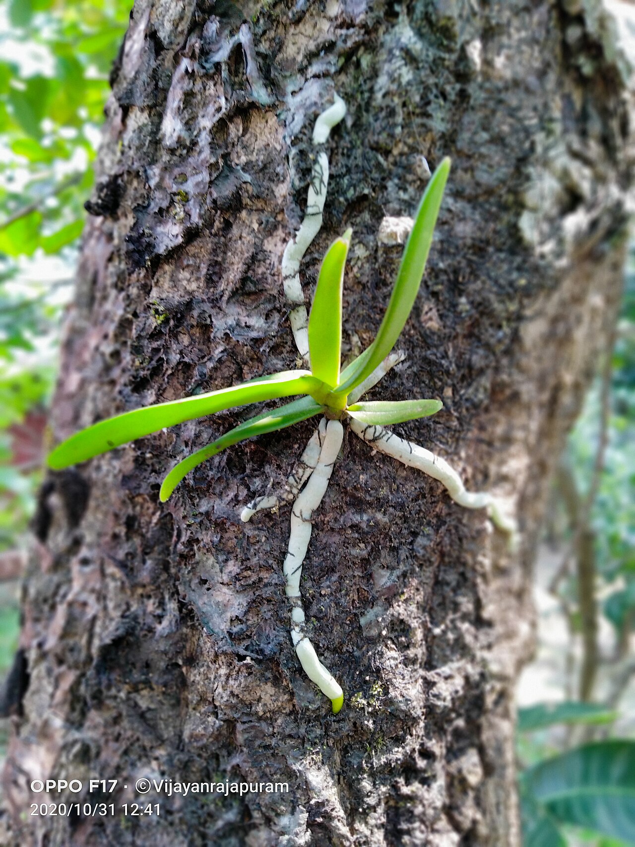 Orquídea Vanda: por qué es difícil en un piso