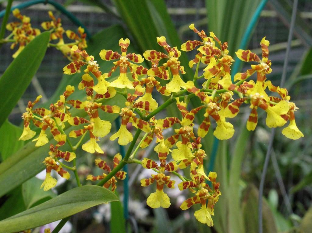 Orquídea Oncidium en floración