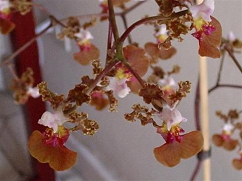 Orquídea Oncidium: cuidados, riego y por qué no florece