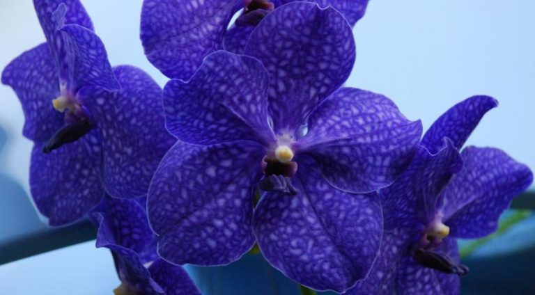 Orquidea monopodial de tipo Vanda con flores azules