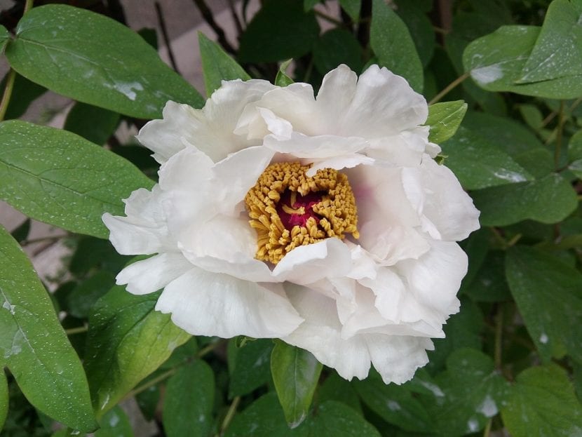 Mata de peonía en flor en un arriate de primavera