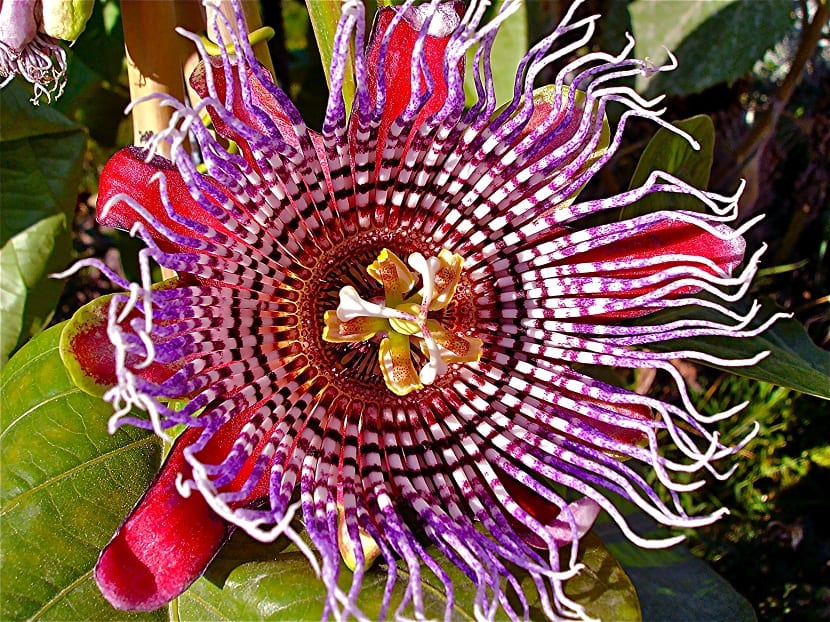 Flor de vivos colores de la Passiflora alata