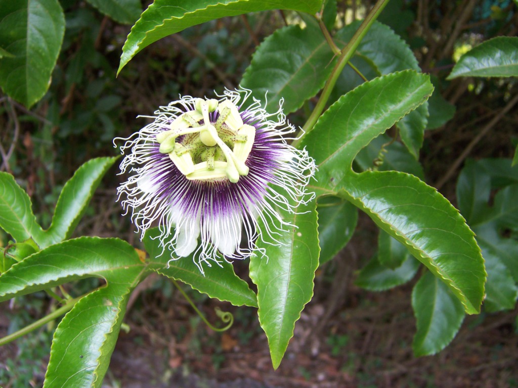 La flor de la pasión: estructura y origen del nombre